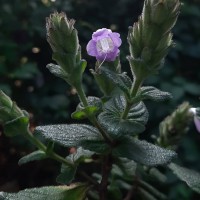 Strobilanthes gardneriana (Nees) T.Anderson